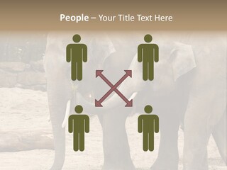 Sand Intelligent Fraternal PowerPoint Template