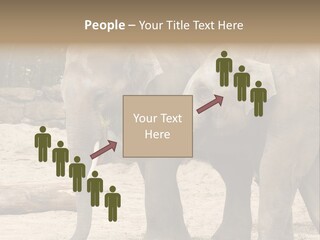 Sand Intelligent Fraternal PowerPoint Template