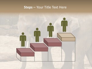 Sand Intelligent Fraternal PowerPoint Template