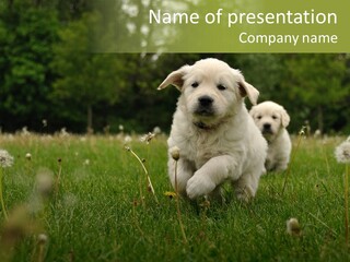 Two Grass Sleeping PowerPoint Template