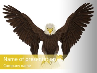 A Bald Eagle With Wings Spread Out PowerPoint Template