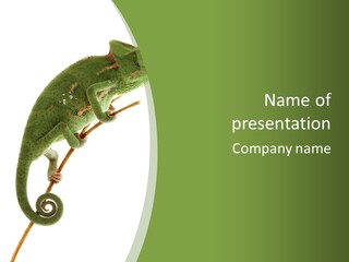A Green Chamelon Sitting On A Branch Powerpoint Template PowerPoint Template