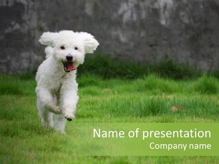 Dog Spring Gallop PowerPoint Template