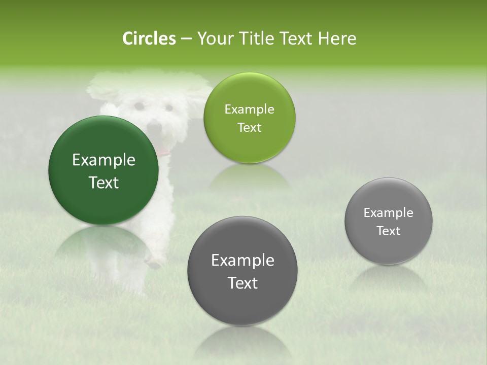 Dog Spring Gallop PowerPoint Template