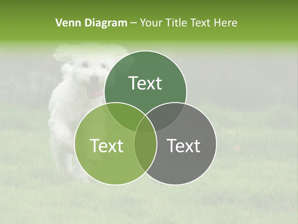 Dog Spring Gallop PowerPoint Template