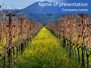 Hill Winery Harvesting PowerPoint Template