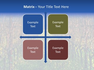 Hill Winery Harvesting PowerPoint Template