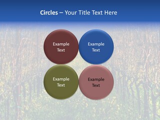 Hill Winery Harvesting PowerPoint Template