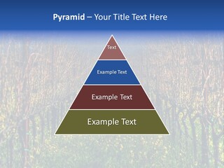 Hill Winery Harvesting PowerPoint Template