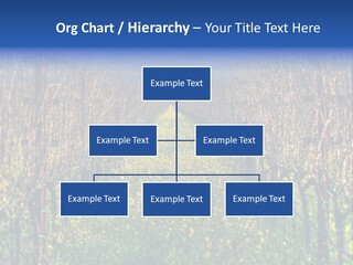 Hill Winery Harvesting PowerPoint Template