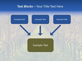 Hill Winery Harvesting PowerPoint Template