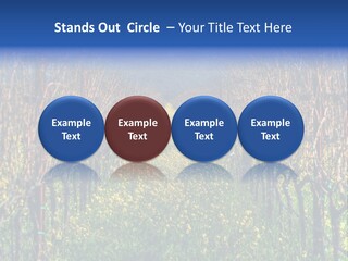 Hill Winery Harvesting PowerPoint Template