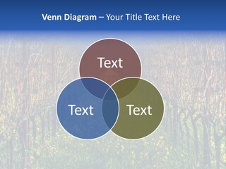 Hill Winery Harvesting PowerPoint Template