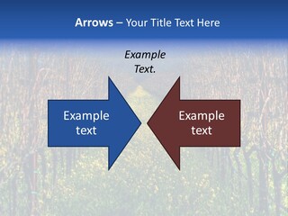 Hill Winery Harvesting PowerPoint Template