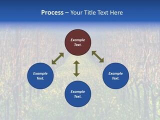 Hill Winery Harvesting PowerPoint Template