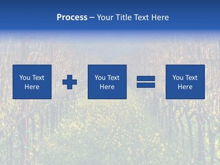 Hill Winery Harvesting PowerPoint Template