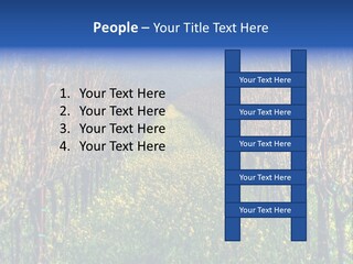 Hill Winery Harvesting PowerPoint Template