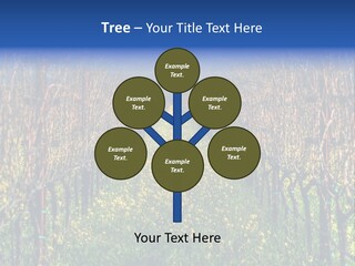 Hill Winery Harvesting PowerPoint Template