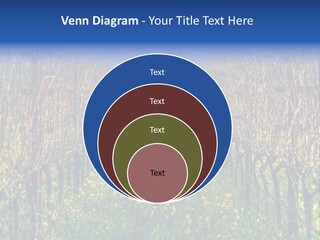 Hill Winery Harvesting PowerPoint Template