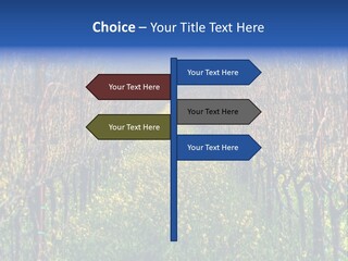 Hill Winery Harvesting PowerPoint Template