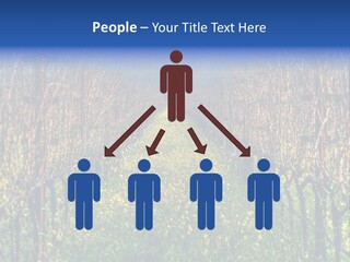 Hill Winery Harvesting PowerPoint Template