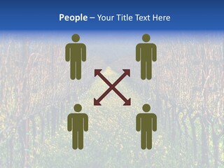 Hill Winery Harvesting PowerPoint Template