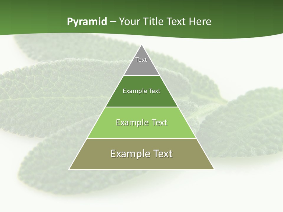 Food Salvia Herb PowerPoint Template