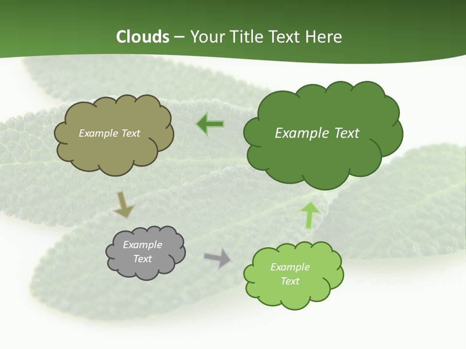 Food Salvia Herb PowerPoint Template