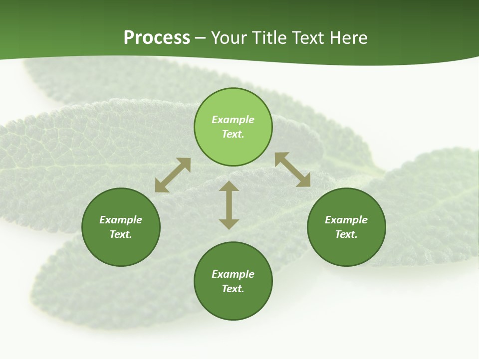 Food Salvia Herb PowerPoint Template