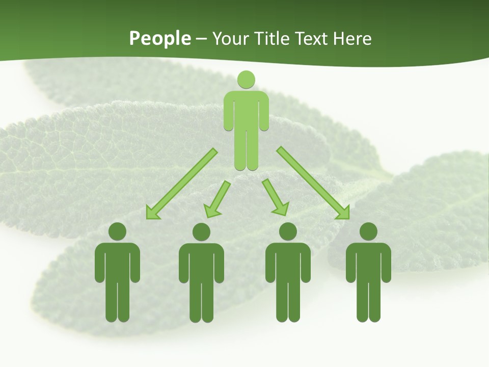 Food Salvia Herb PowerPoint Template