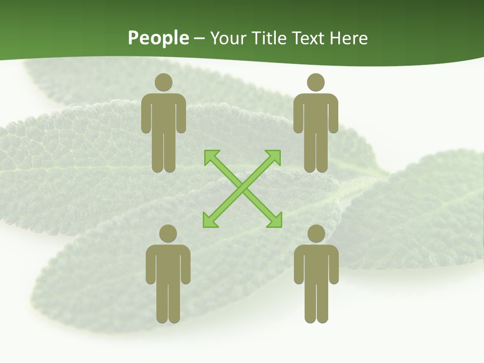 Food Salvia Herb PowerPoint Template