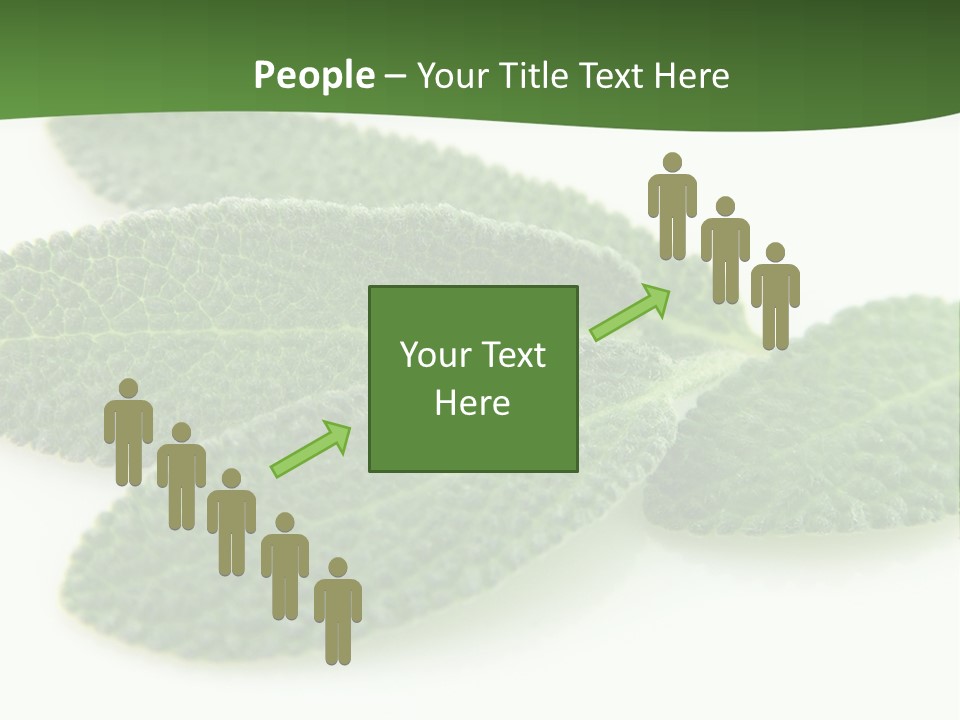 Food Salvia Herb PowerPoint Template