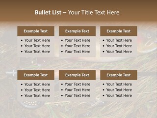 A Fish On The Ground Next To A Fishing Rod PowerPoint Template