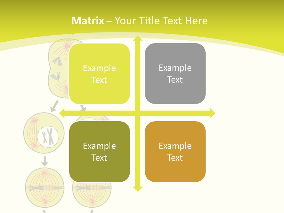 Organelle Cycle Tissue PowerPoint Template