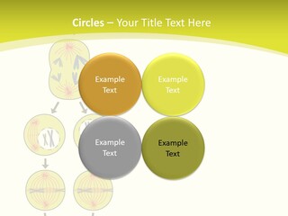 Organelle Cycle Tissue PowerPoint Template