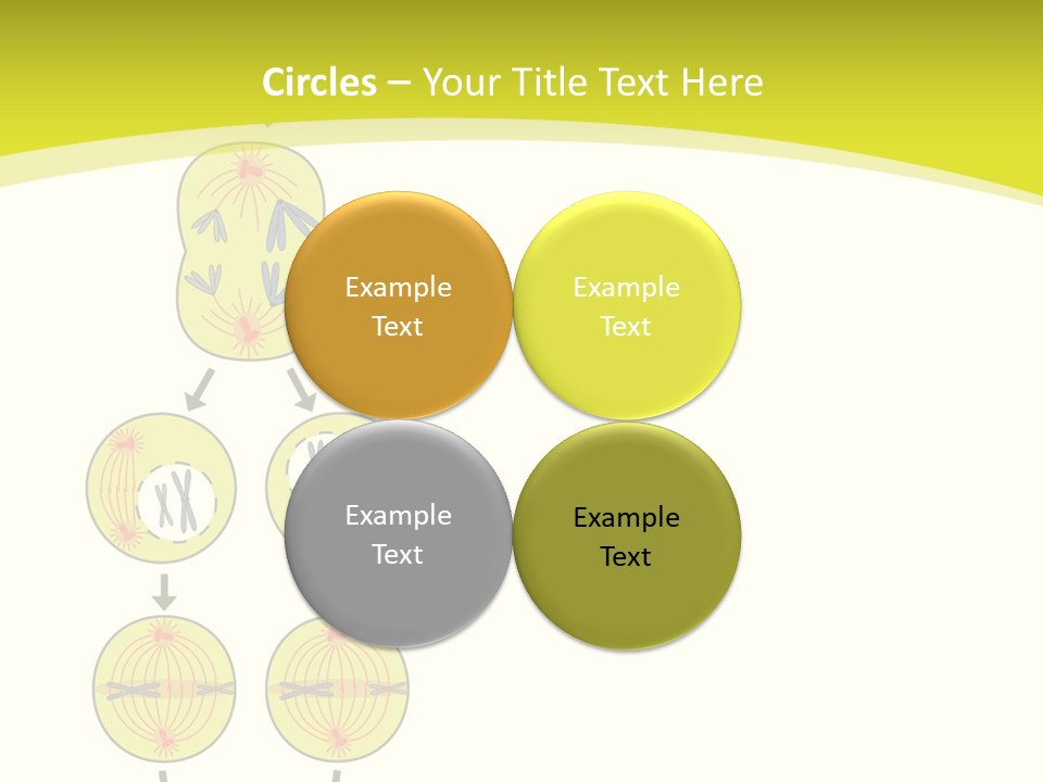 Organelle Cycle Tissue PowerPoint Template