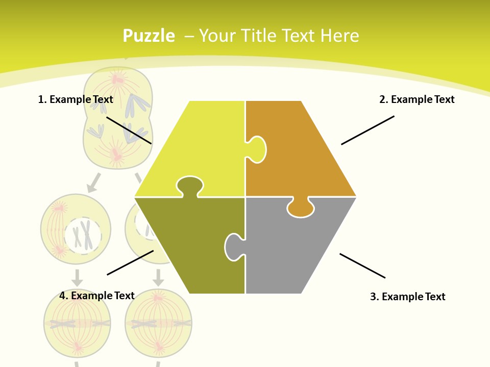 Organelle Cycle Tissue PowerPoint Template