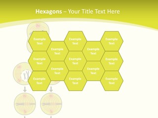 Organelle Cycle Tissue PowerPoint Template