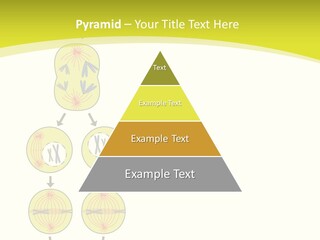 Organelle Cycle Tissue PowerPoint Template