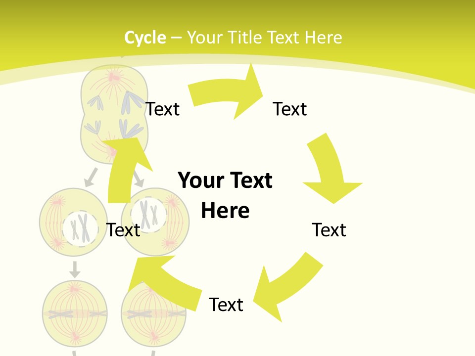 Organelle Cycle Tissue PowerPoint Template