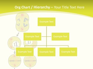 Organelle Cycle Tissue PowerPoint Template