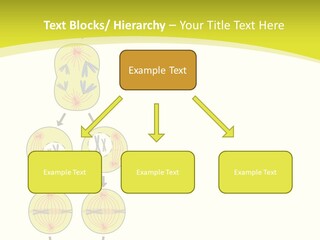 Organelle Cycle Tissue PowerPoint Template