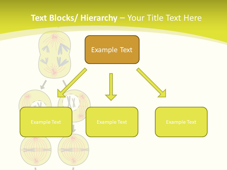 Organelle Cycle Tissue PowerPoint Template