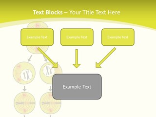 Organelle Cycle Tissue PowerPoint Template