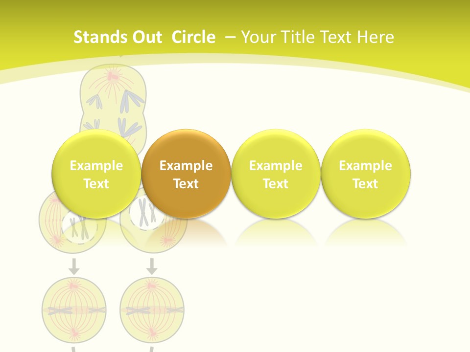 Organelle Cycle Tissue PowerPoint Template