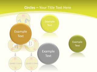 Organelle Cycle Tissue PowerPoint Template