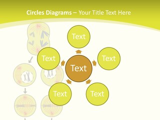 Organelle Cycle Tissue PowerPoint Template