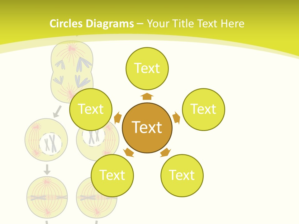 Organelle Cycle Tissue PowerPoint Template