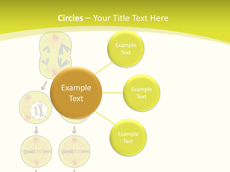 Organelle Cycle Tissue PowerPoint Template