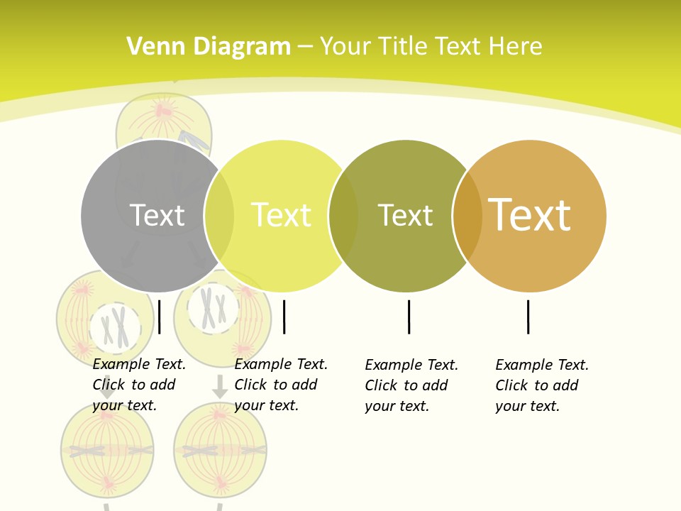Organelle Cycle Tissue PowerPoint Template